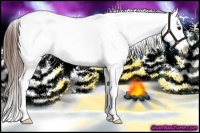 Horse Color:Brown Appaloosa 