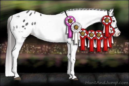 Horse Color:White Spotted Liver Chestnut Appaloosa 
