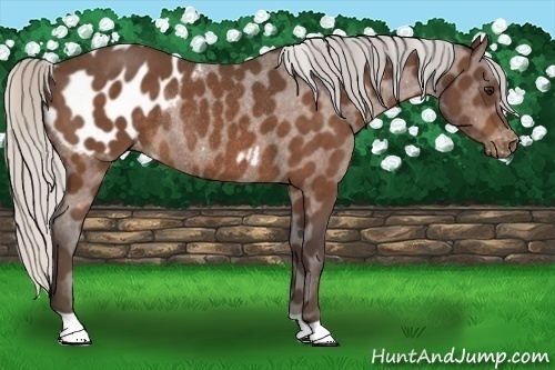Horse Color:Silver Brown Blanket Rabicano
