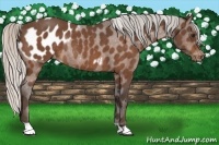 Horse Color:Silver Bay Appaloosa Rabicano 