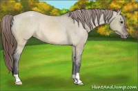 Horse Color:Brown Dun Varnish Rabicano