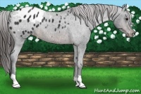 Horse Color:Brown Appaloosa Rabicano 