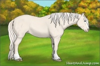 Horse Color:Cremello Sabino 