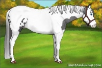 Horse Color:Black Splash Tobiano Appaloosa