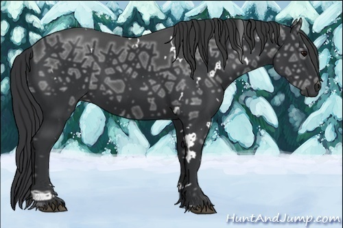 Horse Color:White Spotted Black Ice Rabicano 