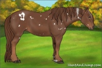 Horse Color:White Spotted Chestnut