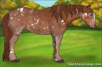 Horse Color:White Spotted Chestnut Rabicano 