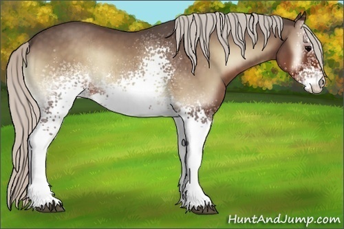 Horse Color:White Spotted Silver Blue Onyx Rabicano