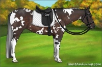 Horse Color:White Spotted Bay 