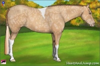 Horse Color:Gold Champagne Ice Tobiano 