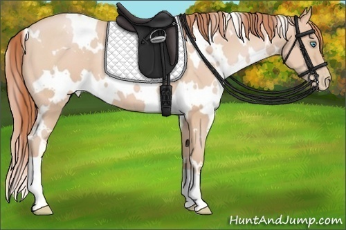 Horse Color:White Spotted Buckskin Pearl