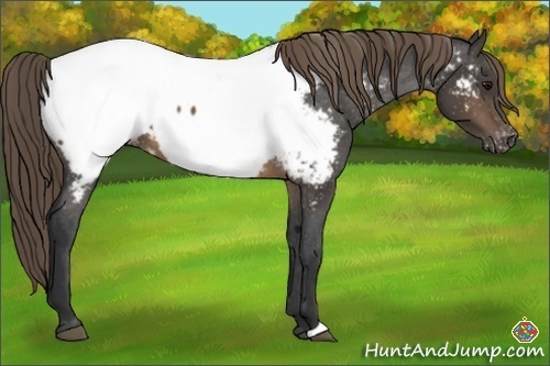 Horse Color:Buckskin Near Fewspot
