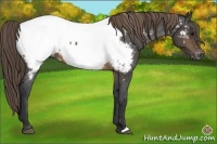 Horse Color:Buckskin Appaloosa