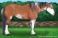 Horse Color:Bay Sabino