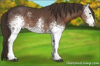 Horse Color:White Spotted Liver Chestnut