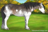 Horse Color:White Spotted Brown Sabino Splash