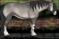 Horse Color:Blue Onyx Roan 