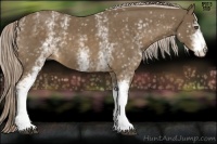 Horse Color:White Spotted Chocolate Palomino 