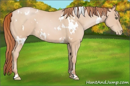 Horse Color:White Spotted Buckskin Pearl Frame 