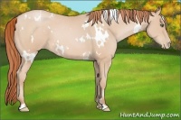 Horse Color:White Spotted Buckskin Pearl Frame 