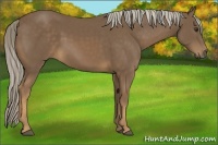 Horse Color:Chocolate Palomino Frame