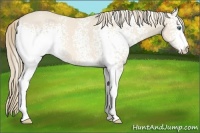 Horse Color:White Spotted Perlino 