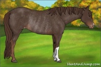 Horse Color:Liver Chestnut Appaloosa Rabicano