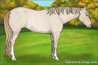 Horse Color:Perlino Roan Rabicano