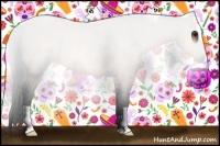 Horse Color:Buckskin Rabicano