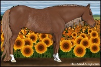 Horse Color:Chestnut Rabicano