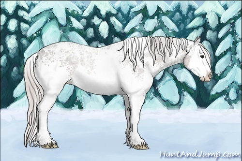 Horse Color:White Spotted Silver Black Ice Splash
