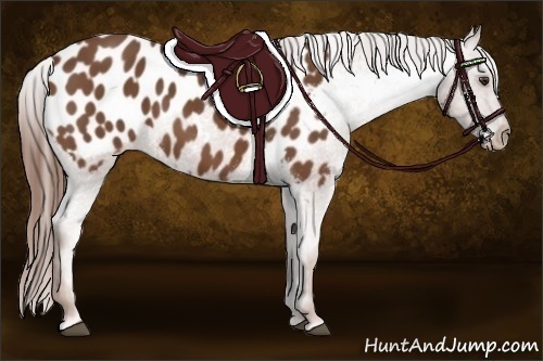 Horse Color:Chestnut Appaloosa
