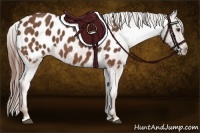 Horse Color:Chestnut Appaloosa 