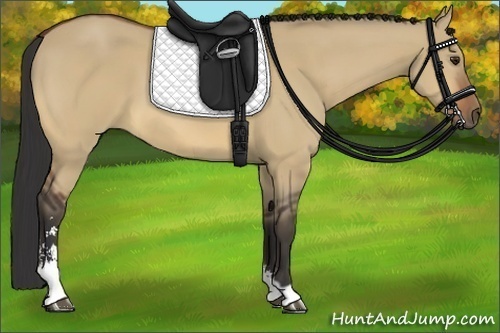 Horse Color:Bay Dun Sabino 