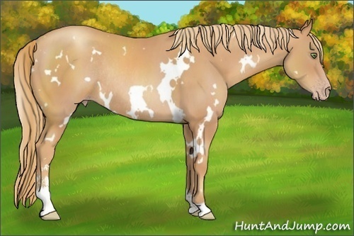 Horse Color:White Spotted Gold Champagne Sabino Rabicano 
