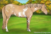 Horse Color:White Spotted Gold Champagne Sabino Rabicano 