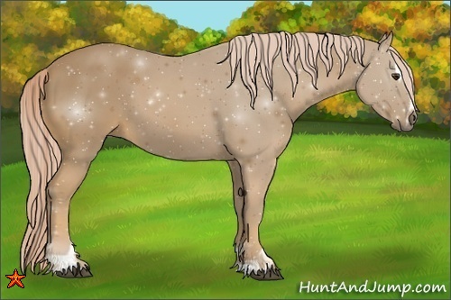 Horse Color:Palomino Sabino 