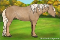 Horse Color:Palomino 