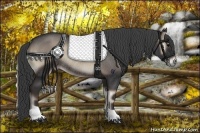 Horse Color:Blue Onyx Rabicano