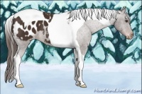 Horse Color:Liver Chestnut Tobiano Blanket