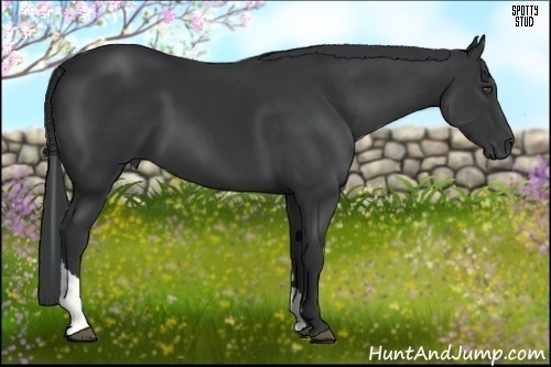 Horse Color:Black Tobiano