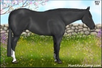 Horse Color:Black Tobiano 