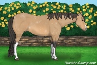 Horse Color:Buckskin 