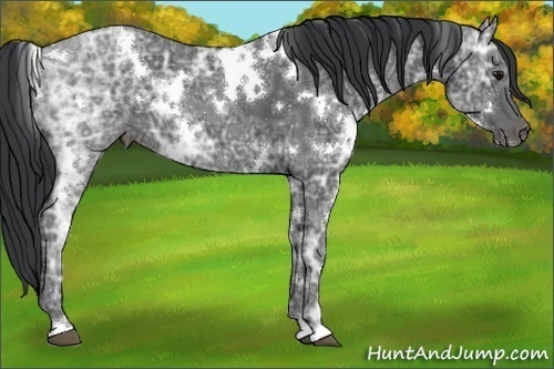 Horse Color:White Spotted Black Ice 