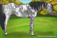 Horse Color:White Spotted Black Ice 