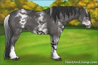 Horse Color:White Spotted Black Sabino