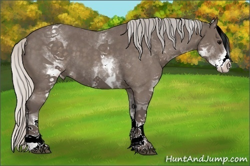 Horse Color:White Spotted Silver Blue Roan 