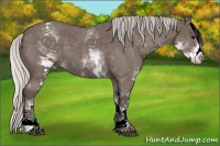 Horse Color:White Spotted Silver Blue Roan 