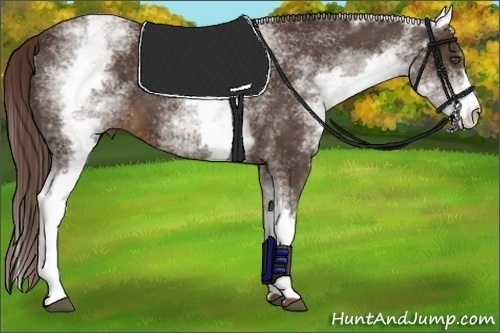 Horse Color:White Spotted Liver Chestnut 