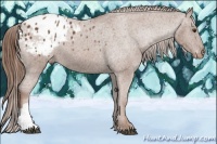 Horse Color:Chestnut Appaloosa